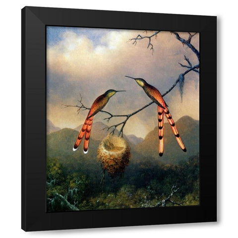 Two Hummingbirds With Their Young Black Modern Wood Framed Art Print by Heade, Martin Johnson