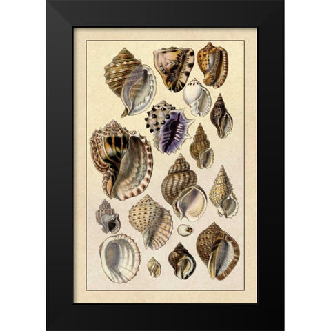 Shells: Purpurifera Black Modern Wood Framed Art Print by Sowerby, G.B.