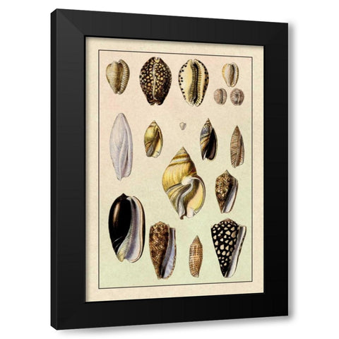 Shells: Convoltae and Orthocerata Black Modern Wood Framed Art Print by Sowerby, G.B.
