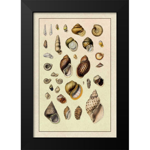 Shells: Sessile Cirripedes #2 Black Modern Wood Framed Art Print by Sowerby, G.B.