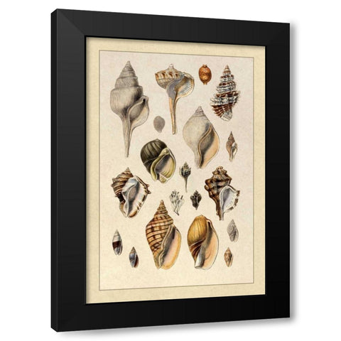 Shells: Sessile Cirripedes #3 Black Modern Wood Framed Art Print by Sowerby, G.B.