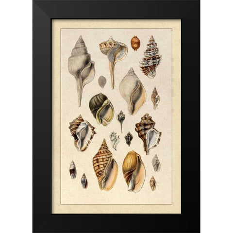 Shells: Sessile Cirripedes #3 Black Modern Wood Framed Art Print by Sowerby, G.B.