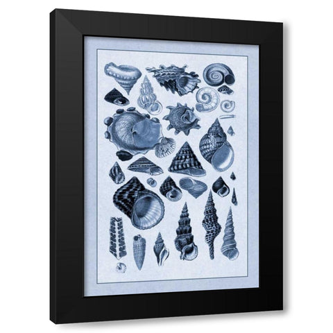 Shells: Trachelipoda #3 (Blue) Black Modern Wood Framed Art Print with Double Matting by Sowerby, G.B.