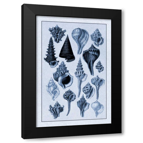 Shells: Trachelipoda #4 (Blue) Black Modern Wood Framed Art Print with Double Matting by Sowerby, G.B.