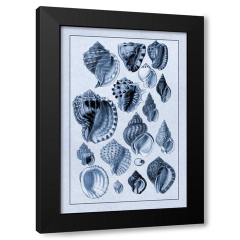 Shells: Purpurifera (Blue) Black Modern Wood Framed Art Print by Sowerby, G.B.