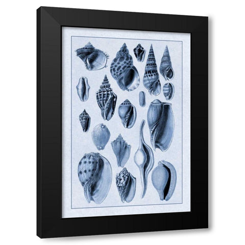 Shells: Trachelipoda #6 (Blue) Black Modern Wood Framed Art Print with Double Matting by Sowerby, G.B.