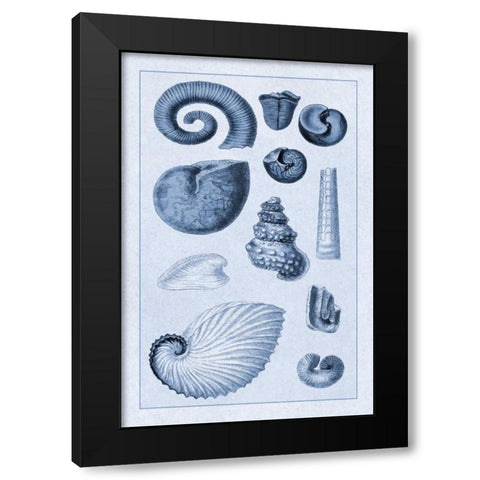 Shells: Ammonacea (Blue) Black Modern Wood Framed Art Print with Double Matting by Sowerby, G.B.