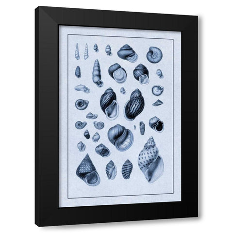 Shells: Sessile Cirripedes #2 (Blue) Black Modern Wood Framed Art Print with Double Matting by Sowerby, G.B.