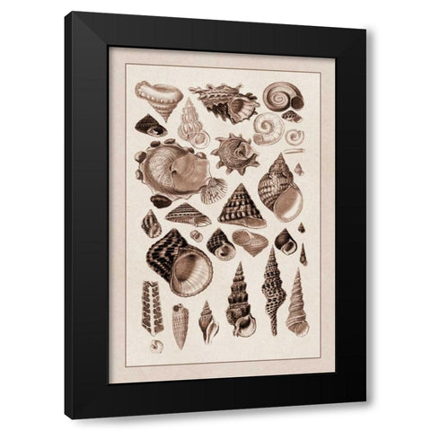 Shells: Trachelipoda #3 (Sepia) Black Modern Wood Framed Art Print by Sowerby, G.B.