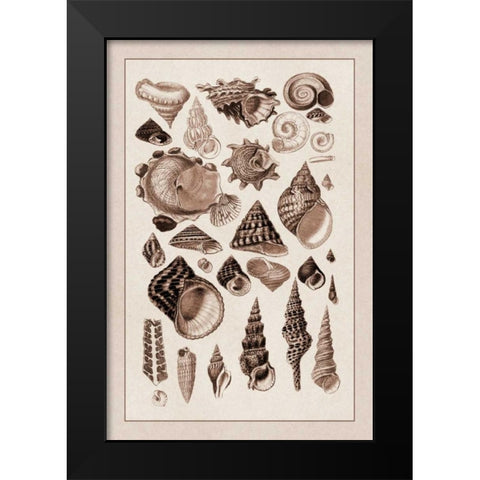 Shells: Trachelipoda #3 (Sepia) Black Modern Wood Framed Art Print by Sowerby, G.B.