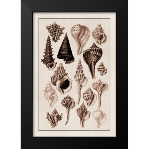 Shells: Trachelipoda #4 (Sepia) Black Modern Wood Framed Art Print by Sowerby, G.B.