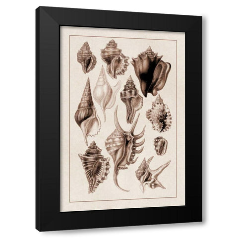 Shells: Trachelipoda #5 (Sepia) Black Modern Wood Framed Art Print by Sowerby, G.B.
