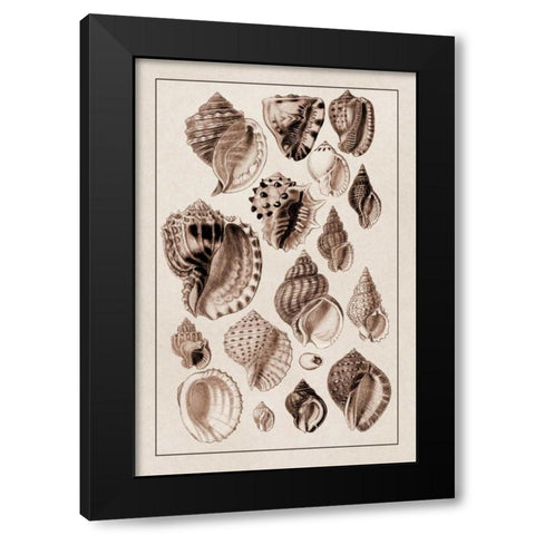 Shells: Purpurifera (Sepia) Black Modern Wood Framed Art Print by Sowerby, G.B.