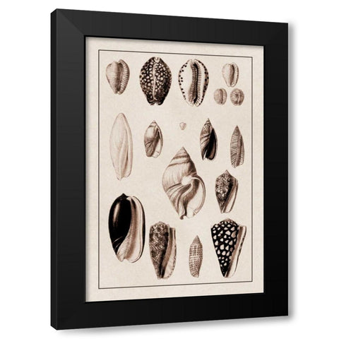 Shells: Convoltae and Orthocerata (Sepia) Black Modern Wood Framed Art Print with Double Matting by Sowerby, G.B.