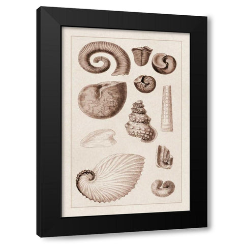 Shells: Ammonacea (Sepia) Black Modern Wood Framed Art Print with Double Matting by Sowerby, G.B.