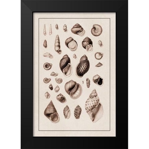 Shells: Sessile Cirripedes #2 (Sepia) Black Modern Wood Framed Art Print by Sowerby, G.B.