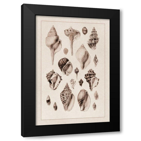 Shells: Sessile Cirripedes #3 (Sepia) Black Modern Wood Framed Art Print with Double Matting by Sowerby, G.B.