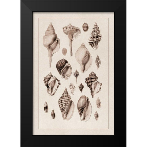 Shells: Sessile Cirripedes #3 (Sepia) Black Modern Wood Framed Art Print by Sowerby, G.B.