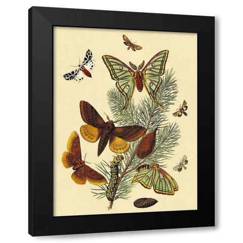 Moths: E. Pudica, E. Pantheria, S. Caecigena, L. Lineosa Black Modern Wood Framed Art Print with Double Matting by Kirby, W. F.