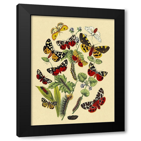 Moths: N. Plantaginis, A. Purpurea, et al. Black Modern Wood Framed Art Print with Double Matting by Kirby, W. F.