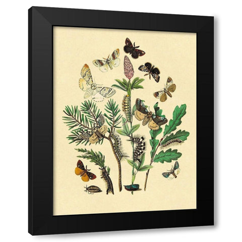 Moths: O. Gonostigma, D. Pudibunda, et al. Black Modern Wood Framed Art Print by Kirby, W. F.