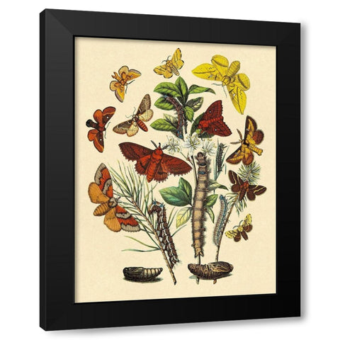 Moths: G. Quercifolia, L. Potatoria, et al. Black Modern Wood Framed Art Print with Double Matting by Kirby, W. F.