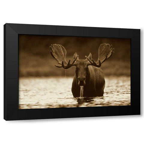 Moose male raising its head while feeding on the bottom of a lake, North America Black Modern Wood Framed Art Print by Fitzharris, Tim