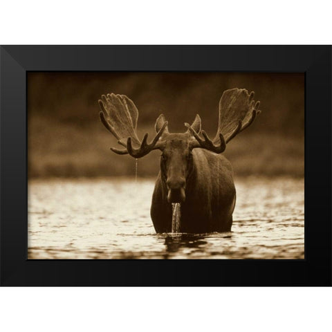 Moose male raising its head while feeding on the bottom of a lake, North America Black Modern Wood Framed Art Print by Fitzharris, Tim