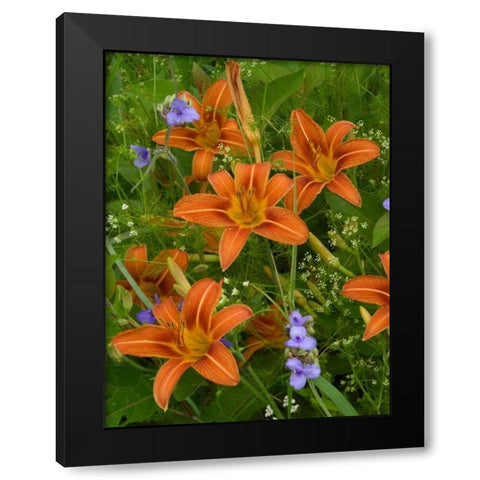 Orange Daylily with Virginia Spiderwort North America Black Modern Wood Framed Art Print with Double Matting by Fitzharris, Tim