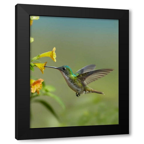 Andean Emerald hummingbird feeding on a yellow flower, Ecuador Black Modern Wood Framed Art Print by Fitzharris, Tim