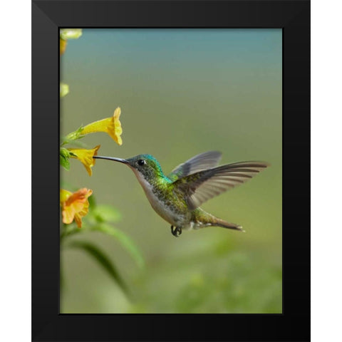 Andean Emerald hummingbird feeding on a yellow flower, Ecuador Black Modern Wood Framed Art Print by Fitzharris, Tim