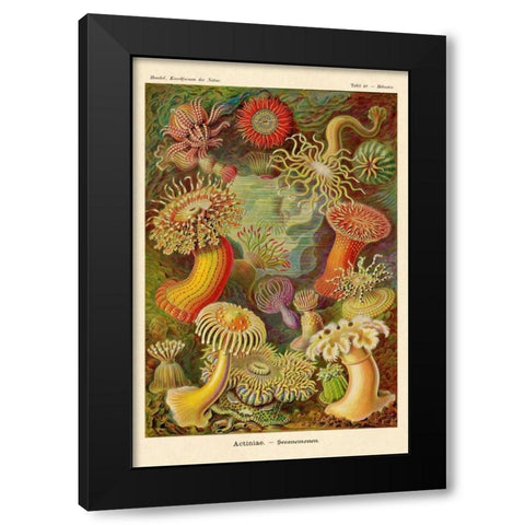 Haeckel Nature Illustrations: Actiniae Black Modern Wood Framed Art Print by Haeckel, Ernst