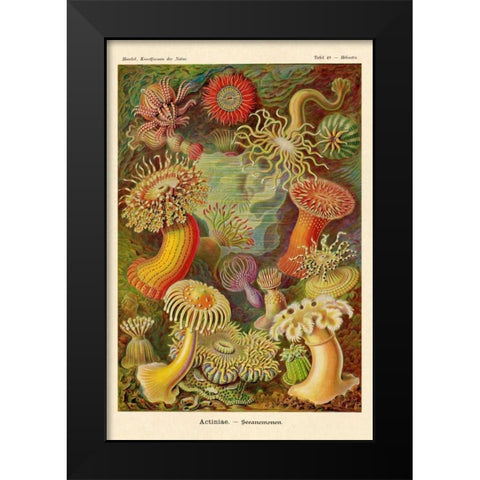 Haeckel Nature Illustrations: Actiniae Black Modern Wood Framed Art Print by Haeckel, Ernst