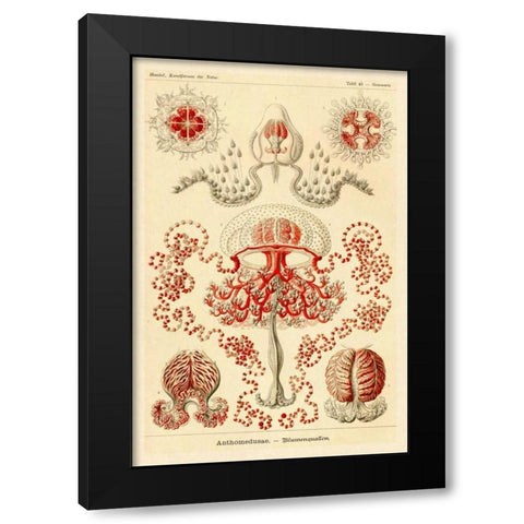 Haeckel Nature Illustrations: Anthomedusae Black Modern Wood Framed Art Print by Haeckel, Ernst