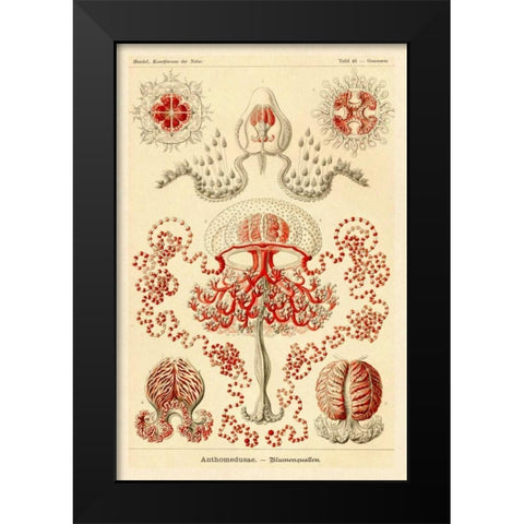 Haeckel Nature Illustrations: Anthomedusae Black Modern Wood Framed Art Print by Haeckel, Ernst