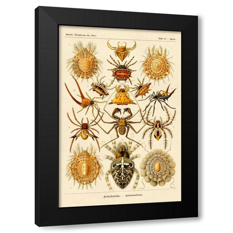 Haeckel Nature Illustrations: Spiders Black Modern Wood Framed Art Print by Haeckel, Ernst