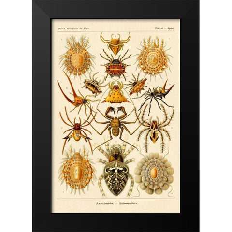 Haeckel Nature Illustrations: Spiders Black Modern Wood Framed Art Print by Haeckel, Ernst