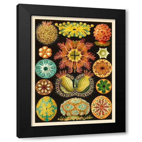 Haeckel Nature Illustrations: Ascidiae Black Modern Wood Framed Art Print with Double Matting by Haeckel, Ernst