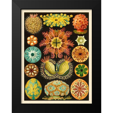 Haeckel Nature Illustrations: Ascidiae Black Modern Wood Framed Art Print by Haeckel, Ernst