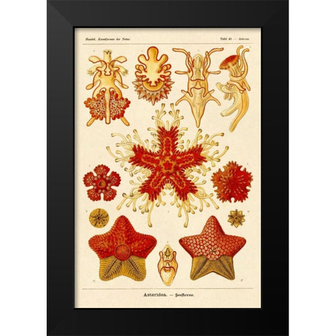 Haeckel Nature Illustrations: Starfish Black Modern Wood Framed Art Print by Haeckel, Ernst