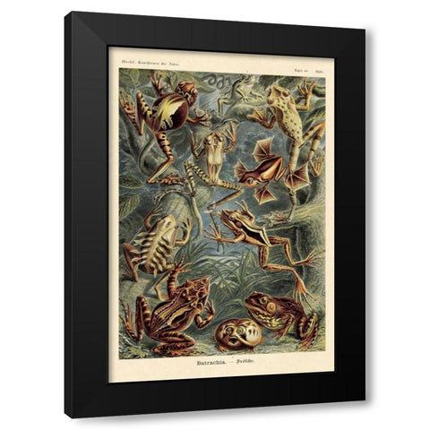 Haeckel Nature Illustrations: Frogs Black Modern Wood Framed Art Print by Haeckel, Ernst