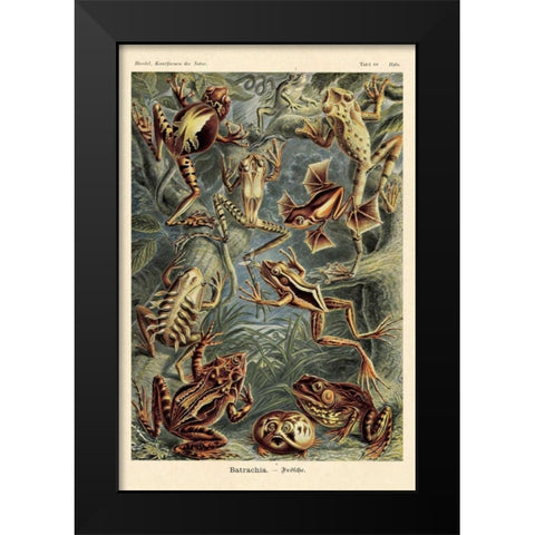 Haeckel Nature Illustrations: Frogs Black Modern Wood Framed Art Print by Haeckel, Ernst