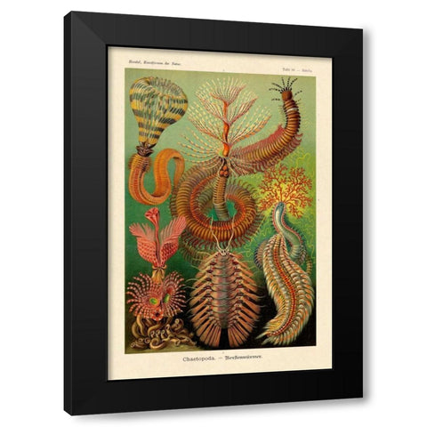 Haeckel Nature Illustrations: Worms Black Modern Wood Framed Art Print by Haeckel, Ernst