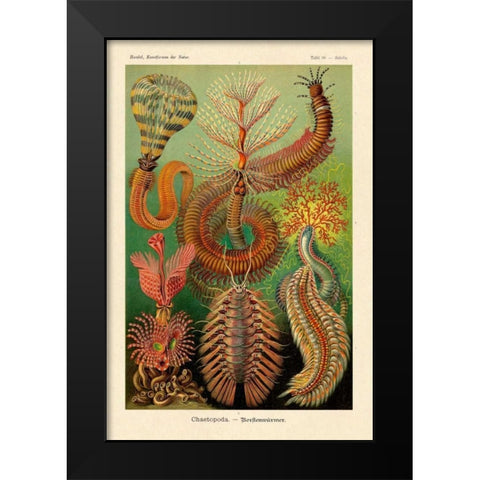 Haeckel Nature Illustrations: Worms Black Modern Wood Framed Art Print by Haeckel, Ernst