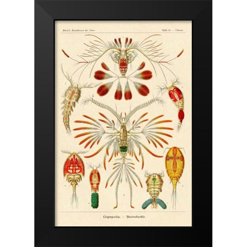 Haeckel Nature Illustrations: Crustaceans Black Modern Wood Framed Art Print by Haeckel, Ernst