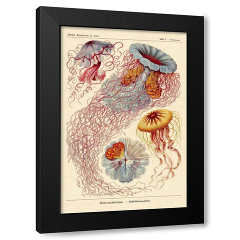 Haeckel Nature Illustrations: Jelly Fish Black Modern Wood Framed Art Print with Double Matting by Haeckel, Ernst