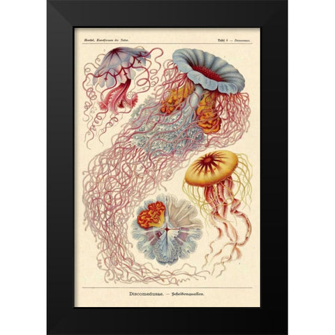 Haeckel Nature Illustrations: Jelly Fish Black Modern Wood Framed Art Print by Haeckel, Ernst
