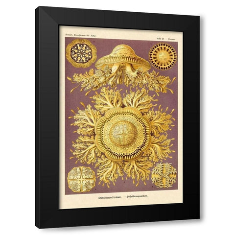 Haeckel Nature Illustrations: Jelly Fish Black Modern Wood Framed Art Print by Haeckel, Ernst