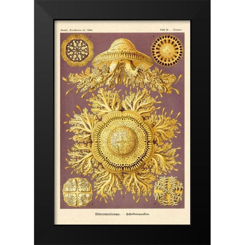 Haeckel Nature Illustrations: Jelly Fish Black Modern Wood Framed Art Print by Haeckel, Ernst