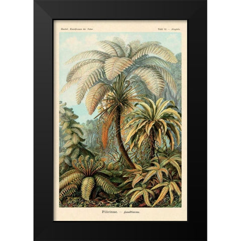 Haeckel Nature Illustrations: Ferns Black Modern Wood Framed Art Print by Haeckel, Ernst